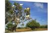 Goats on Tree, Morocco, North Africa, Africa-Jochen Schlenker-Mounted Photographic Print
