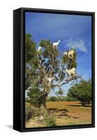 Goats on Tree, Morocco, North Africa, Africa-Jochen Schlenker-Framed Stretched Canvas