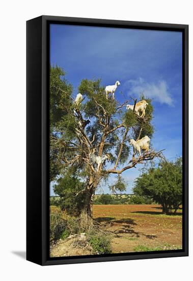 Goats on Tree, Morocco, North Africa, Africa-Jochen Schlenker-Framed Stretched Canvas