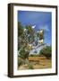 Goats on Tree, Morocco, North Africa, Africa-Jochen Schlenker-Framed Premium Photographic Print