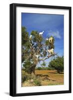 Goats on Tree, Morocco, North Africa, Africa-Jochen Schlenker-Framed Premium Photographic Print