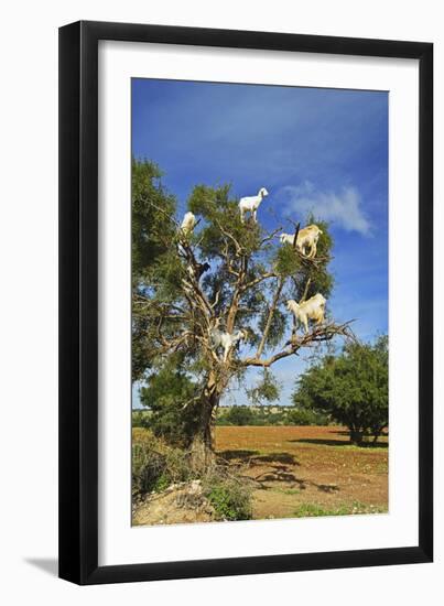 Goats on Tree, Morocco, North Africa, Africa-Jochen Schlenker-Framed Premium Photographic Print