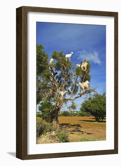 Goats on Tree, Morocco, North Africa, Africa-Jochen Schlenker-Framed Photographic Print