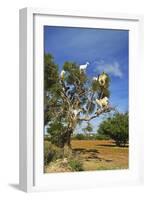 Goats on Tree, Morocco, North Africa, Africa-Jochen Schlenker-Framed Photographic Print