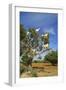 Goats on Tree, Morocco, North Africa, Africa-Jochen Schlenker-Framed Photographic Print