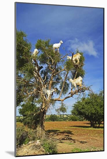 Goats on Tree, Morocco, North Africa, Africa-Jochen Schlenker-Mounted Photographic Print