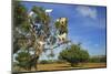 Goats on Tree, Morocco, North Africa, Africa-Jochen Schlenker-Mounted Photographic Print