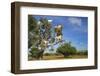 Goats on Tree, Morocco, North Africa, Africa-Jochen Schlenker-Framed Premium Photographic Print