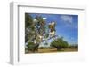 Goats on Tree, Morocco, North Africa, Africa-Jochen Schlenker-Framed Premium Photographic Print