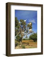 Goats on Tree, Morocco, North Africa, Africa-Jochen Schlenker-Framed Photographic Print