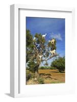 Goats on Tree, Morocco, North Africa, Africa-Jochen Schlenker-Framed Photographic Print