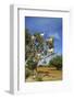Goats on Tree, Morocco, North Africa, Africa-Jochen Schlenker-Framed Photographic Print