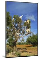 Goats on Tree, Morocco, North Africa, Africa-Jochen Schlenker-Mounted Photographic Print