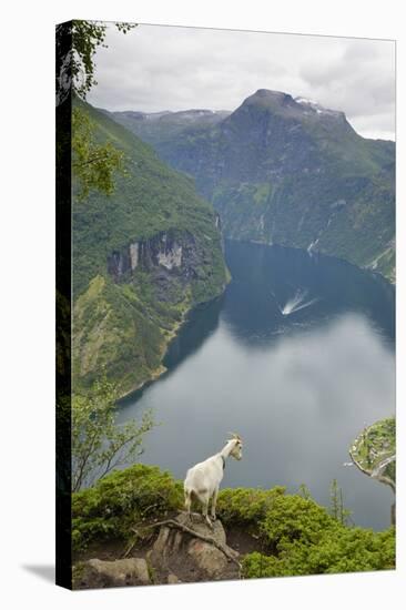 Goats Overlooking Geirangerfjorden, Near Geiranger, UNESCO Site, More Og Romsdal, Norway-Gary Cook-Stretched Canvas