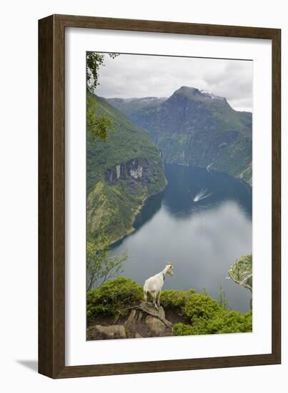 Goats Overlooking Geirangerfjorden, Near Geiranger, UNESCO Site, More Og Romsdal, Norway-Gary Cook-Framed Photographic Print