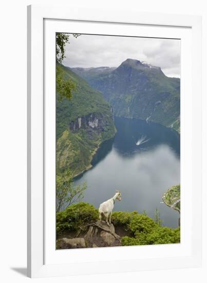 Goats Overlooking Geirangerfjorden, Near Geiranger, UNESCO Site, More Og Romsdal, Norway-Gary Cook-Framed Photographic Print