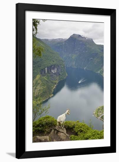 Goats Overlooking Geirangerfjorden, Near Geiranger, UNESCO Site, More Og Romsdal, Norway-Gary Cook-Framed Photographic Print