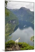 Goats Overlooking Geirangerfjorden, Near Geiranger, UNESCO Site, More Og Romsdal, Norway-Gary Cook-Mounted Photographic Print