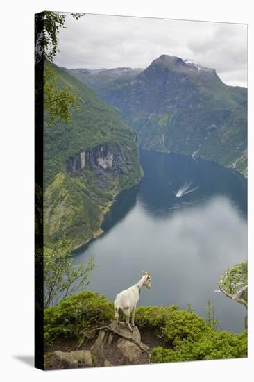 Goats Overlooking Geirangerfjorden, Near Geiranger, UNESCO Site, More Og Romsdal, Norway-Gary Cook-Stretched Canvas