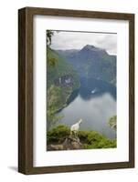 Goats Overlooking Geirangerfjorden, Near Geiranger, UNESCO Site, More Og Romsdal, Norway-Gary Cook-Framed Photographic Print