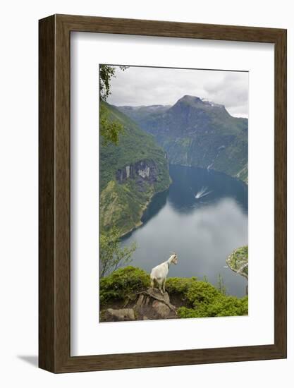 Goats Overlooking Geirangerfjorden, Near Geiranger, UNESCO Site, More Og Romsdal, Norway-Gary Cook-Framed Photographic Print