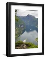 Goats Overlooking Geirangerfjorden, Near Geiranger, UNESCO Site, More Og Romsdal, Norway-Gary Cook-Framed Photographic Print