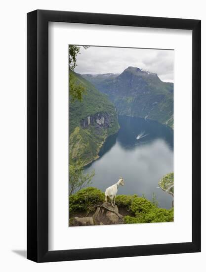 Goats Overlooking Geirangerfjorden, Near Geiranger, UNESCO Site, More Og Romsdal, Norway-Gary Cook-Framed Photographic Print