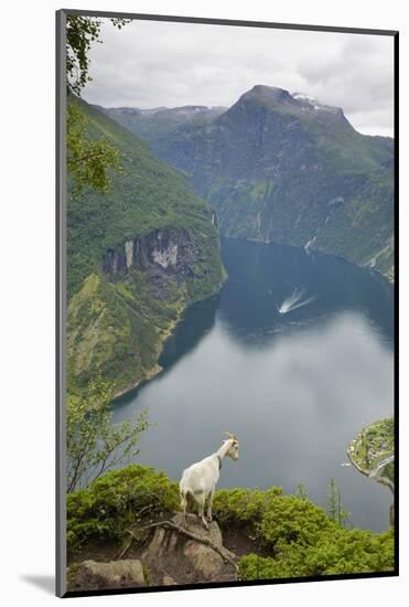 Goats Overlooking Geirangerfjorden, Near Geiranger, UNESCO Site, More Og Romsdal, Norway-Gary Cook-Mounted Photographic Print