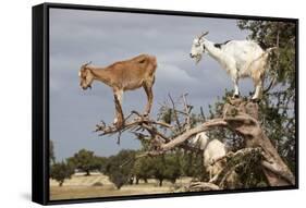 Goats Up Argan Tree, Near Essaouira, Morocco, North Africa, Africa-Stuart Black-Framed Stretched Canvas