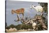 Goats Up Argan Tree, Near Essaouira, Morocco, North Africa, Africa-Stuart Black-Stretched Canvas