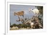 Goats Up Argan Tree, Near Essaouira, Morocco, North Africa, Africa-Stuart Black-Framed Photographic Print