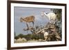 Goats Up Argan Tree, Near Essaouira, Morocco, North Africa, Africa-Stuart Black-Framed Photographic Print