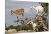 Goats Up Argan Tree, Near Essaouira, Morocco, North Africa, Africa-Stuart Black-Mounted Photographic Print