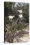 Goats Up Argan Tree, Near Essaouira, Morocco, North Africa, Africa-Stuart Black-Stretched Canvas