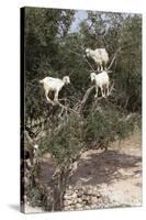 Goats Up Argan Tree, Near Essaouira, Morocco, North Africa, Africa-Stuart Black-Stretched Canvas