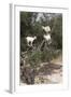 Goats Up Argan Tree, Near Essaouira, Morocco, North Africa, Africa-Stuart Black-Framed Photographic Print