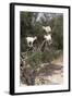 Goats Up Argan Tree, Near Essaouira, Morocco, North Africa, Africa-Stuart Black-Framed Photographic Print