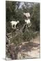 Goats Up Argan Tree, Near Essaouira, Morocco, North Africa, Africa-Stuart Black-Mounted Photographic Print