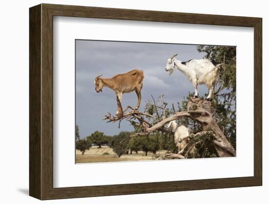 Goats Up Argan Tree, Near Essaouira, Morocco, North Africa, Africa-Stuart Black-Framed Photographic Print