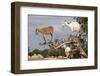 Goats Up Argan Tree, Near Essaouira, Morocco, North Africa, Africa-Stuart Black-Framed Photographic Print