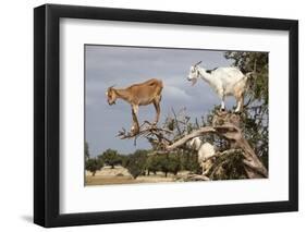 Goats Up Argan Tree, Near Essaouira, Morocco, North Africa, Africa-Stuart Black-Framed Photographic Print