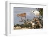 Goats Up Argan Tree, Near Essaouira, Morocco, North Africa, Africa-Stuart Black-Framed Photographic Print