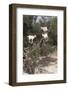 Goats Up Argan Tree, Near Essaouira, Morocco, North Africa, Africa-Stuart Black-Framed Photographic Print