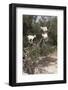 Goats Up Argan Tree, Near Essaouira, Morocco, North Africa, Africa-Stuart Black-Framed Photographic Print