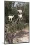 Goats Up Argan Tree, Near Essaouira, Morocco, North Africa, Africa-Stuart Black-Mounted Photographic Print