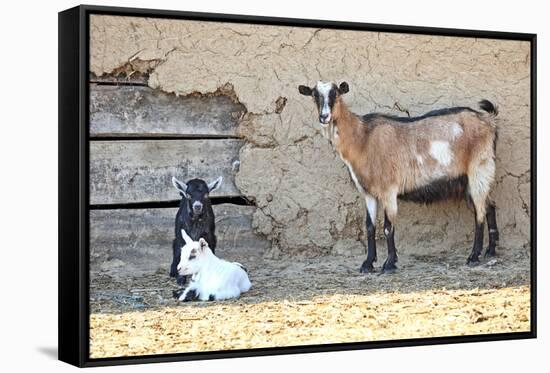 Goats-manchu-Framed Stretched Canvas