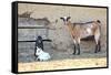 Goats-manchu-Framed Stretched Canvas