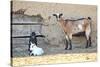 Goats-manchu-Stretched Canvas