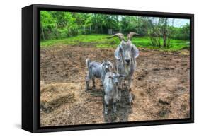 Goats-Robert Goldwitz-Framed Stretched Canvas