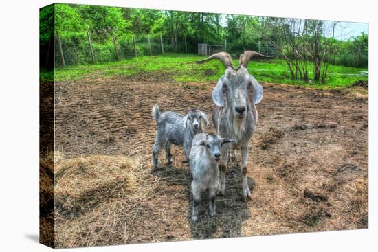 Goats-Robert Goldwitz-Stretched Canvas